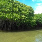 Pichavram Mangrove
