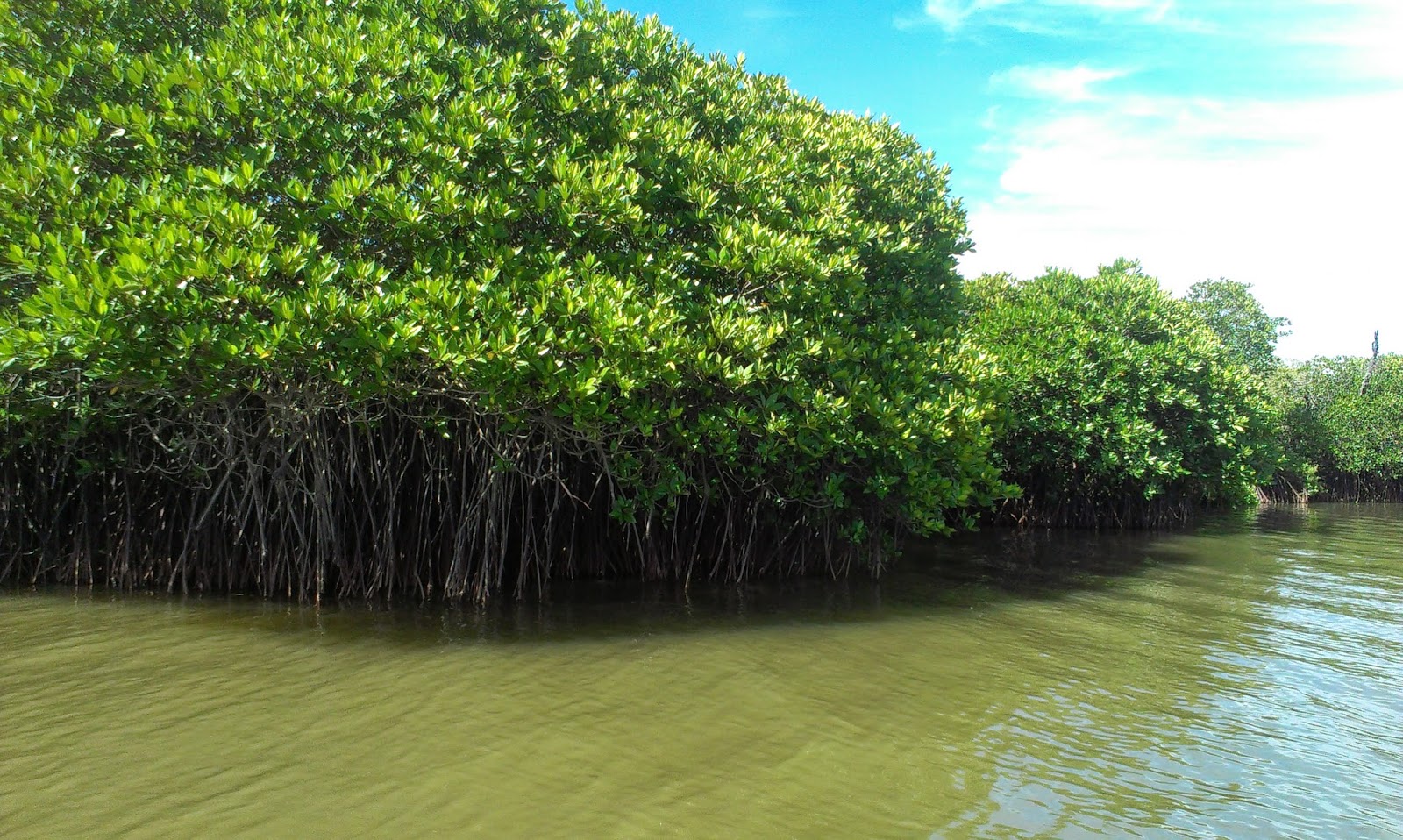 Pichavram Mangrove