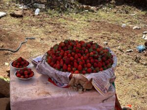 Strawberry 