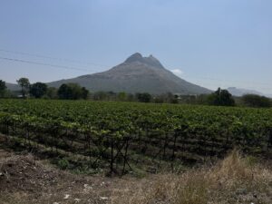 Sula Vineyards Nasik